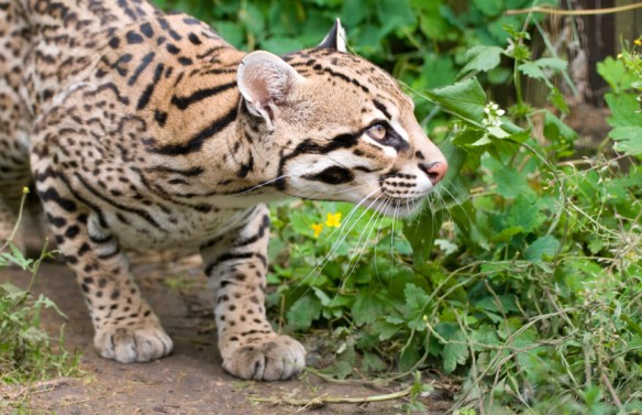 Ocelots, Dwarf Leopards, Endangered Little cat, Leopardus pardalis, Ocelot Conservation Day, Rare Cats, South America Ocelot, Ocelots in Texas, Ocelots in Arizona, Ocelots in South Amercia, Laguna Atascosa National Wildlife Refuge, Ocelots endangered due to pet trade, Ocelots endangered due to Fur Trade, Habitat Loss, Osa Wildlife Sanctuary, Rare Ocelot Kittens,