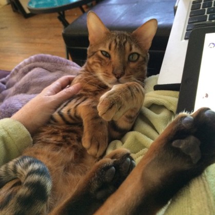 cats, bengal cats, rescue cats, VetsToronto, stop animal abuse, Let's Talk About Your Cat, keep cats safe, keep cats inside, Speak up for cats, Pellet pulled from Cat, Jenko, Channing Tatum, 21 Jump Street, 