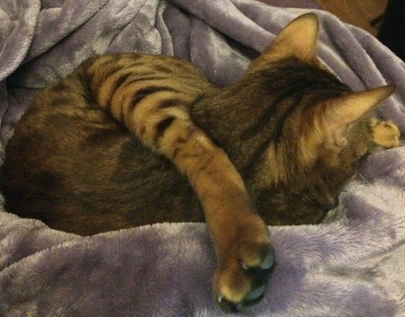 cats, bengal cats, rescue cats, VetsToronto, stop animal abuse, Let's Talk About Your Cat, keep cats safe, keep cats inside, Speak up for cats, Pellet pulled from Cat, Jenko, Channing Tatum, 21 Jump Street, cat close up, cat faces, Cat Yoga, cats that do yoga