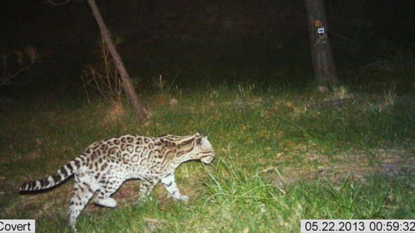 Ocelots, Dwarf Leopards, Endangered Little cat, Leopardus pardalis, Ocelot Conservation Day, Rare Cats, Ocelots in Tuscon Arizona, Ocelots near the Rosemont Copper Mine, Ocelots in Arizona, Ocelot halts plan for copper mine