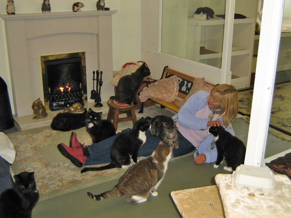 Cats. Retirement home for cats, Estate Planning, Plan for pets after you die, UK, Lincolnshire Trust for Cats, Taking care of your cat when you can't, village of Osgodby, Cats are family, Ensure cats are cared for after you die