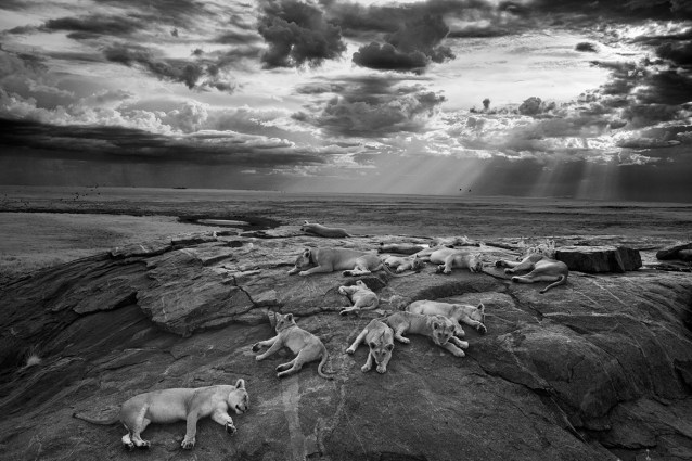 Michael 'Nick' Nichols, USA, Wildlife Photographer of the Year, Natural History Museum, BBC Worldwide, Lions, The Vumbi pride , Tanzania, Serengeti National Park , Lioness, Lion Cubs, Kopje, Rocky Outcrop, Wildlife Photography, Africa, Save Lions, Ban Canned Hunting, Ban Trophy Hunting, Lions are not trophies, Ethical Tourism, Voice for the pride, Big Cats Forever, National Geographic, Save Habitat, Stop Poaching of Lions, Learn to Live with Wildlife, Apex predators, 