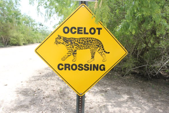 Wildlife crossings, Highway crossings for wildlife,Texas,Ocelots, Dwarf Leopards, Endangered Little cat, Leopardus pardalis, Ocelot Conservation Day, Rare Cats, Ocelots in Texas, Ocelots in Arizona, Laguna Atascosa National Wildlife Refuge, Habitat Loss, Rare Ocelot Kittens,