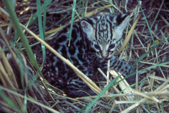 Ocelots, Dwarf Leopards, Endangered Little cat, Leopardus pardalis, Ocelot Conservation Day, Rare Cats, South America Ocelot, Ocelots in Texas, Ocelots in Arizona, Ocelots in South Amercia, Laguna Atascosa National Wildlife Refuge, Ocelots endangered due to pet trade, Ocelots endangered due to Fur Trade, Habitat Loss, Osa Wildlife Sanctuary, Rare Ocelot Kittens,