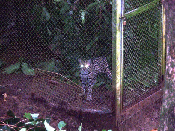 Ocelots, Dwarf Leopards, Endangered Little cat, Leopardus pardalis, Ocelot Conservation Day, Rare Cats, South America Ocelot, Ocelots in Texas, Ocelots in Arizona, Ocelots in South Amercia, Laguna Atascosa National Wildlife Refuge, Ocelots endangered due to pet trade, Ocelots endangered due to Fur Trade, Habitat Loss, Osa Wildlife Sanctuary, Rare Ocelot Kittens, Lilly The Ocelot