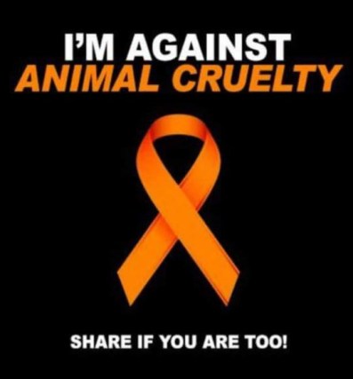 Cats, Texas, Veterinarian, Kristen Lindsey, Murdered cat with bow & arrow, Boasted about it on Facebook, Texas Veterinarian killes cat Mother takes pictures, animal abuse, cruelty to cats in Texas, Stop animal Abuse, Feral Cats, Homeless cats, TNR works, Ban hunting, Hunting is cruel, Hunting promotes violence, Justice for Tiger, Justice for Tiger Facebook page