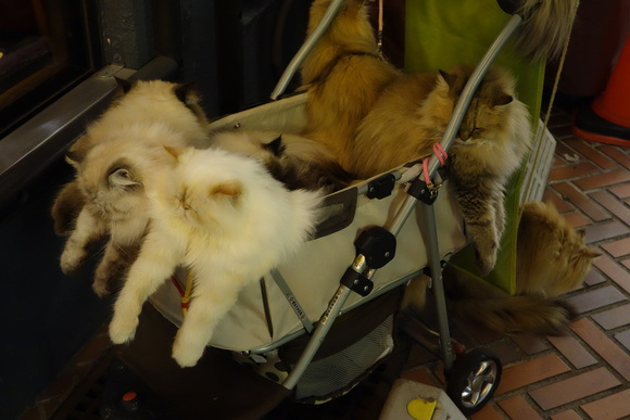 Japan, Cats, Japans Cat man, Japans Cat culture, Cat cafes, Cat Island, Equality for Cats, Masahiko Suga,