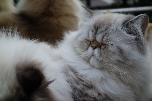 Japan, Cats, Japans Cat man, Japans Cat culture, Cat cafes, Cat Island, Equality for Cats, Masahiko Suga,