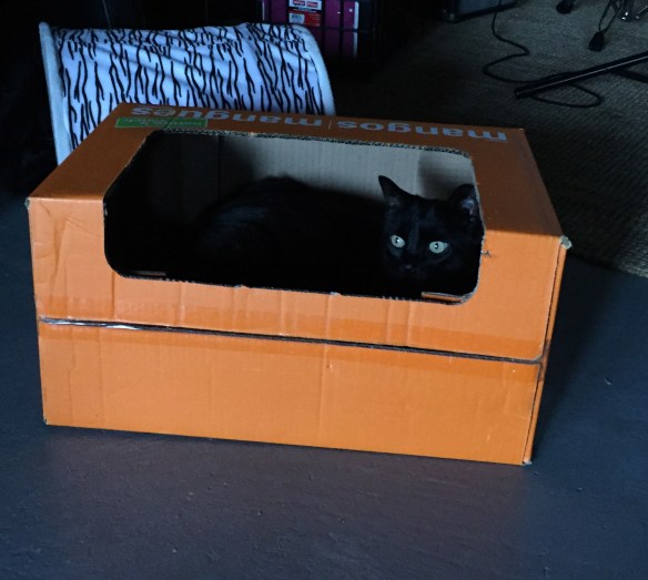 cats, black cats, cats and boxes, cats in boxes, orange boxes, cat sitting, wordless wednesday, cats of the internet, black cats are awesome, i love black cats,