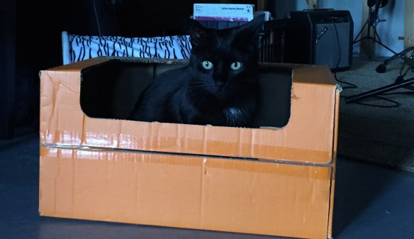 cats, black cats, cats and boxes, cats in boxes, orange boxes, cat sitting, wordless wednesday, cats of the internet, black cats are awesome, i love black cats,