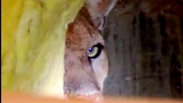 Steve Winter, Cougars, Mountain Lions, Hollywood Hills cougar, North America's Big Cat, National Geographic photographer, Wildlife Photography, LA's elusive wildlife, Urban Wildlife, Save LA Cougars, Wildlife Crossings, Wildlife crossing in California, Highway 101, Santa Monica Mountains, Los Angeles, P-22, LA Times