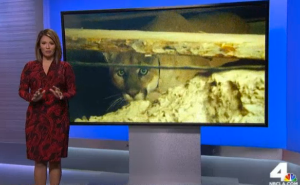 Cougars, Mountain Lions, Hollywood Hills cougar, North America's Big Cat,  LA's elusive wildlife, Urban Wildlife, Save LA Cougars, Wildlife Crossings, Wildlife crossing in California, Highway 101, Santa Monica Mountains, Los Angeles, P-22, NBC LA new report