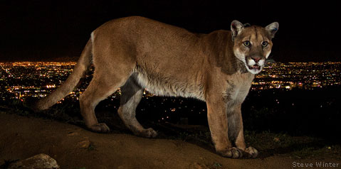 Steve Winter, Cougars, Mountain Lions, Hollywood Hills cougar, North America's Big Cat, National Geographic photographer, Wildlife Photography, LA's elusive wildlife, Urban Wildlife, Save LA Cougars, Wildlife Crossings, Wildlife crossing in California, Highway 101, Santa Monica Mountains, Los Angeles, P-22,