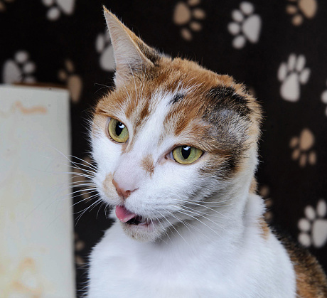 Cats, Rescue Cats, Cats with one Ear, Van Gogh, Van Gogh the cat, Cat that Paints, post-impressionist cat,  Mayhew Animal Home, London, UK, Rescue Cats UK, Adopt cats, Adopt cats in the UK, Special Needs cats, Stray cats of London, Street cats of London, Adopt don't shop,