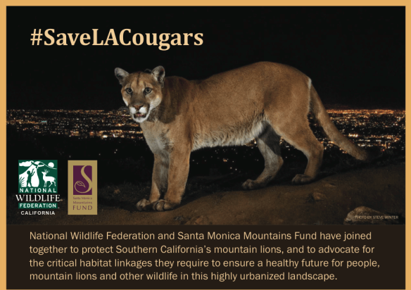 Steve Winter, Cougars, Mountain Lions, Hollywood Hills cougar, North America's Big Cat, National Geographic photographer, Wildlife Photography, LA's elusive wildlife, Urban Wildlife, Save LA Cougars, Wildlife Crossings, Wildlife crossing in California, Highway 101, Santa Monica Mountains, Los Angeles, P-22, LA Times, National Wildlife Federation, California