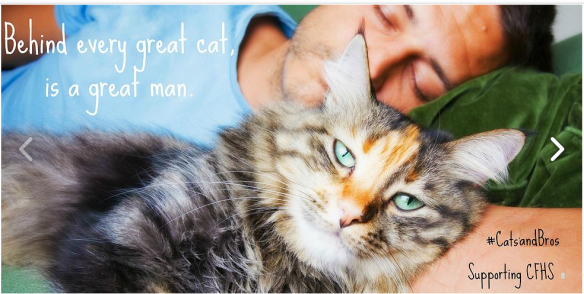 Just for cats Internet Video film Festival, TIFF, Just for cats, Toronto, Bell Lightbox, Canadian Federation of Humane Societies, Cats, Cat Videos, Famous Cats, Internet cats, Cat welfare, Canada, Cats and Bros, Cat men, rasing awareness for cats in Canada, how to help cats in Canada, CFHS campaign for cats, Helping cats for $1 a day, Cats and bros contest,