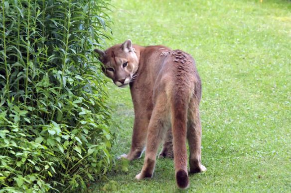 ougars, Mountain Lions, Ontario, Canada, Cougar in the backyard, Grafton Ontario, Port Hope Ontario, First Cougar live trapped in Ontario, Cougar trapped in Ontario was a pet, Zoo sauvage de Saint-Feelicien in Quebec