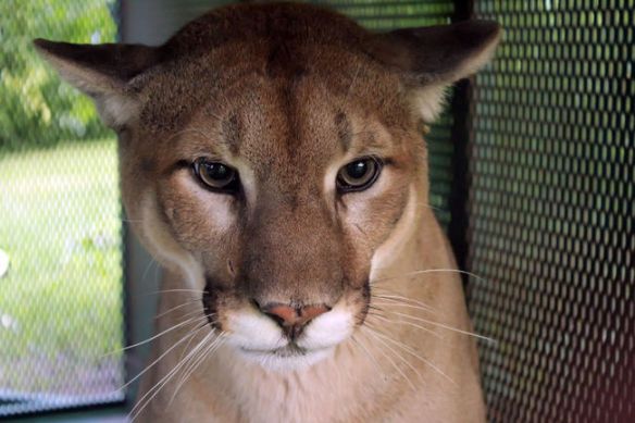 Cougars, Mountain Lions, Ontario, Canada, Cougar in the backyard, Grafton Ontario, Port Hope Ontario, First Cougar live trapped in Ontario, Cougar trapped in Ontario was a pet, Zoo sauvage de Saint-Feelicien in Quebec