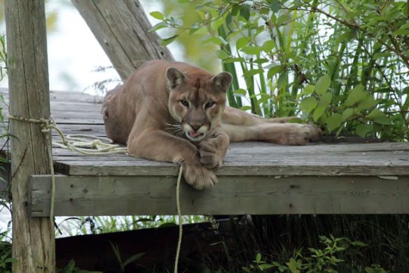 Cougars, Mountain Lions, Ontario, Canada, Cougar in the backyard, Grafton Ontario, Port Hope Ontario, First Cougar live trapped in Ontario, Cougar trapped in Ontario was a pet, Zoo sauvage de Saint-Feelicien in Quebec