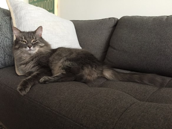 Grey Tabby cats, Cats of the internet, cat sitting, Purr and Roar, Medium hair grey tabby cats, tabby cats, rescue cats, 