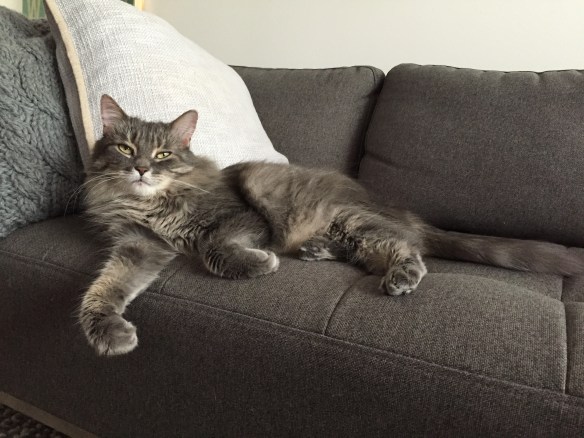 Grey Tabby cats, Cats of the internet, cat sitting, Purr and Roar, Medium hair grey tabby cats, tabby cats, rescue cats, 