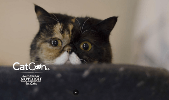 Cats, CatCon, CatConLA, Cat expo and convention,Fix Nation, First ever CatCon, Like Comic-Con but for cat people, Los Angeles, Cat people unite, Lil Bub, Pudge the Cat, Cats of the Internet, The Reef, Simon Tofield, YouTube channel Simon’s Cat,Will Braden , Henri Le Chat Noir, Cat Expo, Cat Symposium, Cat themed merchandise, Cat art, Furniture for cats, Toys for cats, cat toys, Cat experts, Pop culture