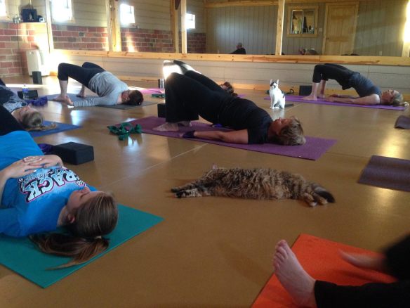 cats, yoga, yoga class with cats, Homeward Bound Pet shelter, Illinois, cat adoptions, new ways to promote cat adoption, Yoga studio opens doors to adoptable cats.