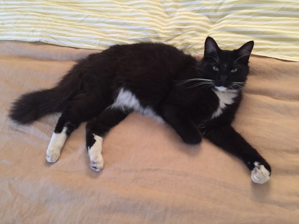 Cats, cats from around the world, Cats in LA, CatConLA, Air bnb, black and white cats, cats and dogs, cats and dogs are friends, cats best friend is a dog, life is better with pets, cats are family