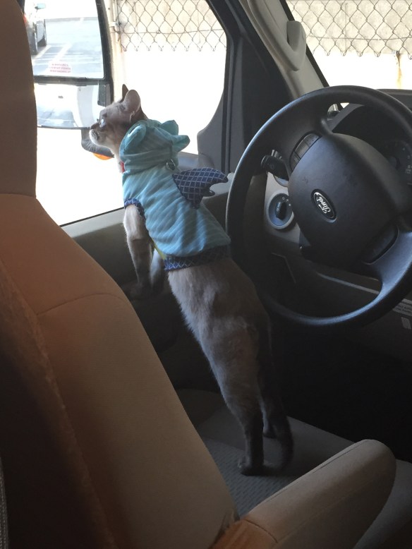 Celebrity cats, cats on the internet, cats in clothes, Sauerkraut, Sauerkraut the cat, feline hyperesthesia, Kraut and About Tour, Foster cats, Cats, CatCon, CatConLA, Cat expo and convention, Firt ever CatCon, Like Comic-Con but for cat people, Los Angeles, Cat people unite, Cats of the Internet, Cat culture