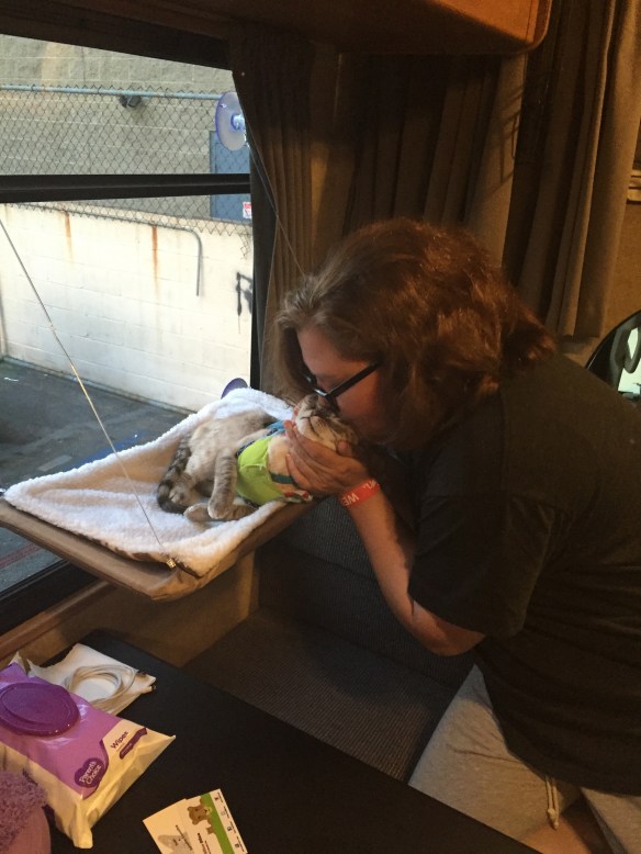 Celebrity cats, cats on the internet, cats in clothes, Sauerkraut, Sauerkraut the cat, feline hyperesthesia, Kraut and About Tour, Foster cats, Cats, CatCon, CatConLA, Cat expo and convention, Firt ever CatCon, Like Comic-Con but for cat people, Los Angeles, Cat people unite, Cats of the Internet, Cat culture