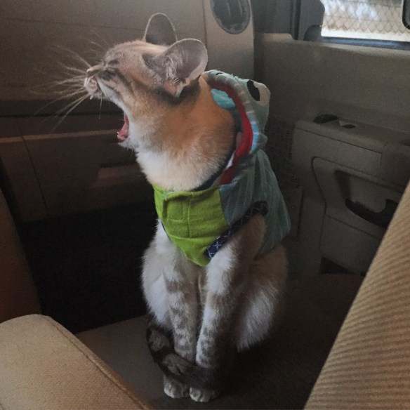 Celebrity cats, cats on the internet, cats in clothes, Sauerkraut, Sauerkraut the cat, feline hyperesthesia, Kraut and About Tour, Foster cats, Cats, CatCon, CatConLA, Cat expo and convention, Firt ever CatCon, Like Comic-Con but for cat people, Los Angeles, Cat people unite, Cats of the Internet, Cat culture