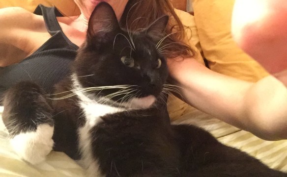 Cats, cats from around the world, Cats in LA, CatConLA, Air bnb, black and white cats, cats and dogs, cats and dogs are friends, cats best friend is a dog, life is better with pets, cats are family