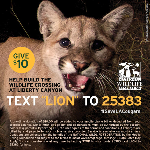 P22, Mountain Lions, Los Angeles, California, Save LA Cougars, NWF California, P22 the Mountain Lion of Griffith Park, Griffith Park, Wildlife crossing, Hollywood Hills Cougar, Santa Monica Mountains Fund, Urban Wildlife, Mountain Lions crosses LA Freeway, Cougars live in the middle of LA, Wildlife Corridors, P22 mountain lion, Steve Winters Hollywood Hills Cougar, 101 Freeway,