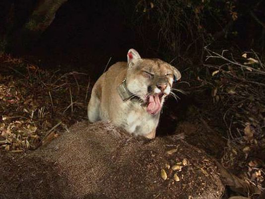 P22, Mountain Lions, Los Angeles, California, Save LA Cougars, NWF California, P22 the Mountain Lion of Griffith Park, Griffith Park, Wildlife crossing, Hollywood Hills Cougar, Santa Monica Mountains Fund, Urban Wildlife, Mountain Lions crosses LA Freeway, Cougars live in the middle of LA, Wildlife Corridors, P22 mountain lion, Steve Winters Hollywood Hills Cougar