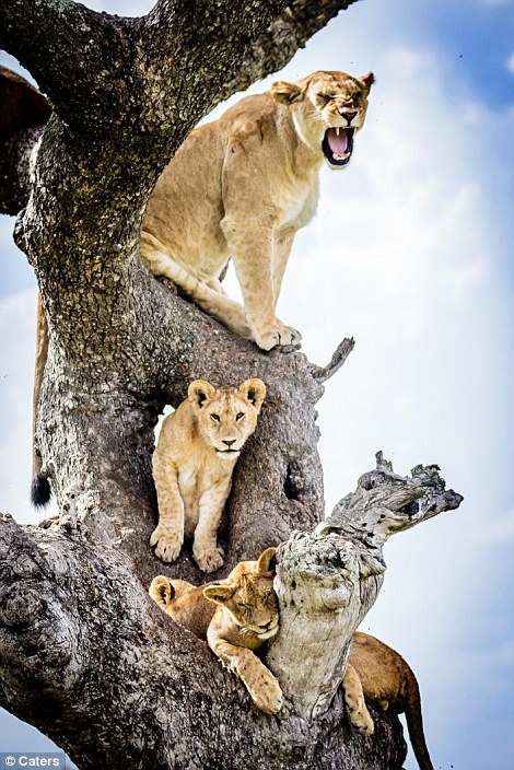 Lions, Lions in a Tree, Lion Pride in a Tree, Tree climbing Lions, Australian photographer Bobby-Jo Clow, central Serengeti,  Tanzania, Africa, Serengeti, Safari in Tanzania, Save Lions