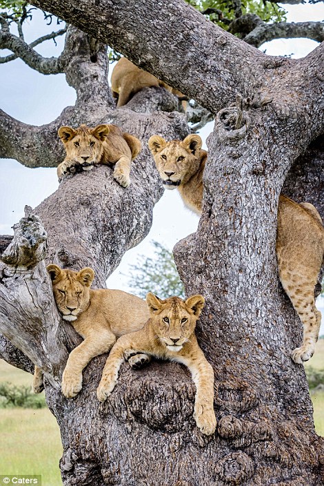 Lions, Lions in a Tree, Lion Pride in a Tree, Tree climbing Lions, Australian photographer Bobby-Jo Clow, central Serengeti,  Tanzania, Africa, Serengeti, Safari in Tanzania, Save Lions