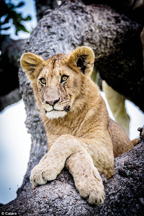 Lions, Lions in a Tree, Lion Pride in a Tree, Tree climbing Lions, Australian photographer Bobby-Jo Clow, central Serengeti,  Tanzania, Africa, Serengeti, Safari in Tanzania, Save Lions