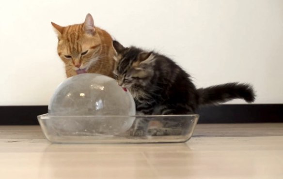 cats, kittens, Cats enjoying an ice ball, 10 cats licking a giant ice ball with a face, cat family, cute cat videos, caturday, DIY cat project, keep cats hydrated in the summer, how to get your cat to drink water, 