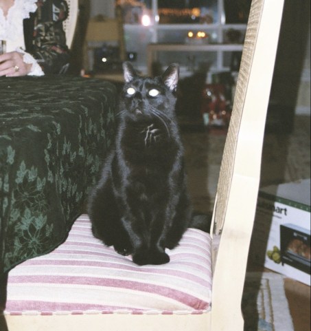 Black Cat Appreciation Day, Black Cats, black cats are awesome, love black cats, meow monday, black cats are good luck, respect black cats, black cat awareness day, adopt black cats, don't overlook black cats when adopting, house panthers, mini panthers, I love black cats