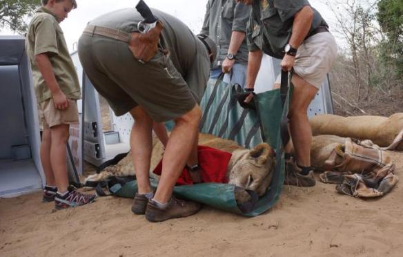 Lions, Africa Rwanda, Akagera National Park, ground breaking conservation, Endangered Species, Lion numbers dropping in Africa, Refugees in Akagera National Park and other protected poisoned the predators to protect livestock, Ban Trophy hunting, Save Lions, Wildlife conservations, Bringing Lions back to Rwanda, Lions released in Akagera National Park