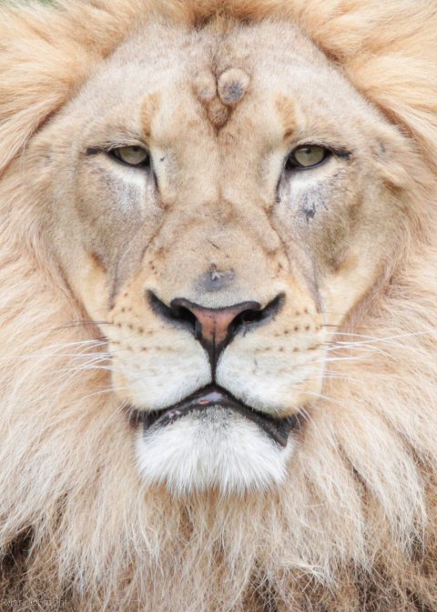 Lions, Africa , Kenya, Lions in Kenya, Lion Facial Recognition technology, Lion Guradians, Lion Identification Network of Collaborators, Wildlife researchers, tracking lions, distinctive faces, identifiying lions by faces, conservation, save lions, endangered species, understanding lion behavior