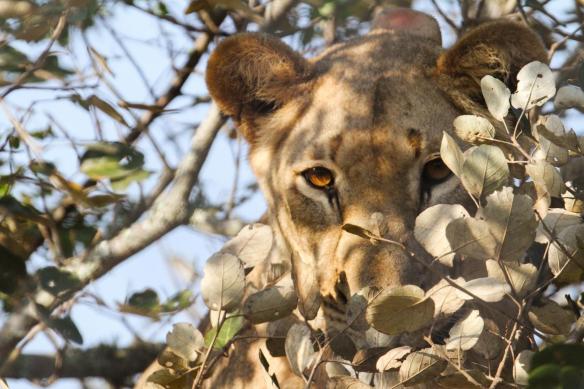 Lions, Africa Rwanda, Akagera National Park, ground breaking conservation, Endangered Species, Lion numbers dropping in Africa, Refugees in Akagera National Park and other protected poisoned the predators to protect livestock, Ban Trophy hunting, Save Lions, Wildlife conservations, Bringing Lions back to Rwanda, Lions released in Akagera National Park