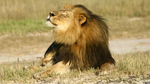 Cecil the Lion, Cecil, RIP Cecil, the Cecil Factor, Zimbabwe, Africa, Lions on the verge of extinction, Save Lions, Ban trophy hunting, Ban canned hunting, Hwange, Hwange National Park, Walter Palmer, US trophy hunters, Major Airlines ban animal trophies,