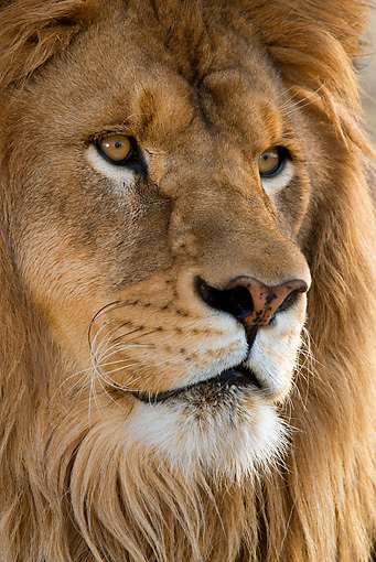 Lions, Africa , Kenya, Lions in Kenya, Lion Facial Recognition technology, Lion Guradians, Lion Identification Network of Collaborators, Wildlife researchers, tracking lions, distinctive faces, identifiying lions by faces, conservation, save lions, endangered species, understanding lion behavior, Kenya-based Lion Guardians