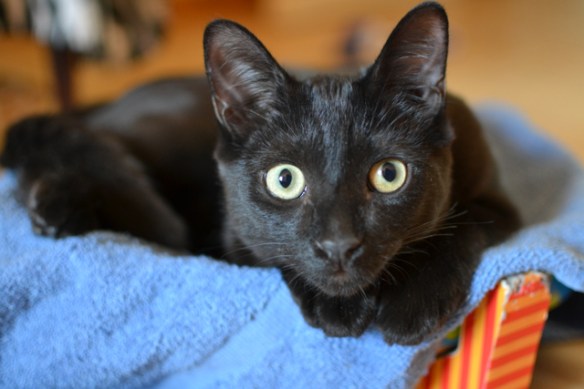 black cats, cat rescue, Cats in Toronto, Adopt dont Shop, Caturday, Cats Are Family, Little Lions, Cats of the Internet, Lets Talk About Your Cat, Purr and Roar, Catruday, Black cats are awesome, Toronto Cats, Adopt black cats, Cats as teachers, 
