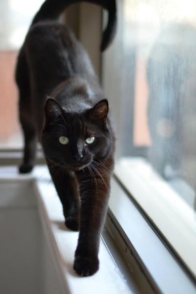 black cats, cat rescue, Cats in Toronto, Adopt dont Shop, Caturday, Cats Are Family, Little Lions, Cats of the Internet, Lets Talk About Your Cat, Purr and Roar, Caturday, Black cats are awesome, Toronto Cats, Adopt black cats, Cats as teachers, 