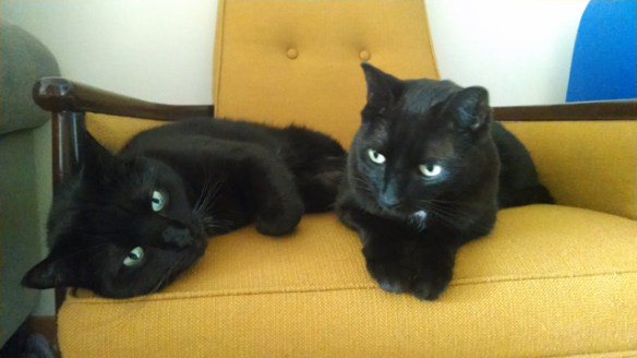 black cats, cat rescue, Cats in Toronto, Adopt dont Shop, Caturday, Cats Are Family, Little Lions, Cats of the Internet, Lets Talk About Your Cat, Purr and Roar, Caturday, Black cats are awesome, Toronto Cats, Adopt black cats, Cats as teachers, 