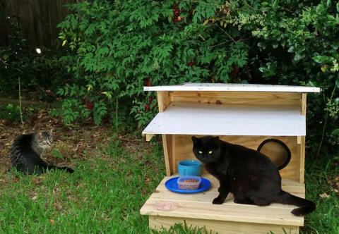  feral cats, free roaming cats, cats, volunteer, educational, PetSmart Charities, Norfolk Virginia, TNR, Community Cats, Feral Cats, Humane treatment of community cats, Eagel Scout Robbie Elliott, House design for feral cats, Meow Monday, Cat men, hereos for cats, helping feral cats, feral cat shelter plans, blueprints for feral cat shelters, Compassion for cats, 