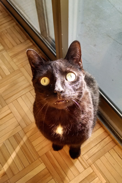  black cats, cat rescue, Cats in Toronto, Adopt dont Shop, Caturday, Cats Are Family, Little Lions, Cats of the Internet, Lets Talk About Your Cat, Purr and Roar, Caturday, Black cats are awesome, Toronto Cats, Adopt black cats, Cats as teachers, 