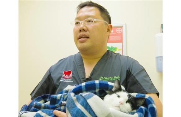 Pauly the six-legged cat, stray cats, Edmonton, Little Cats Lost, TNR, Community cats, six-legged cat, cat rescue, Oxford Animal Hospital, Canada, caring for outdoor cats, special needs cats,